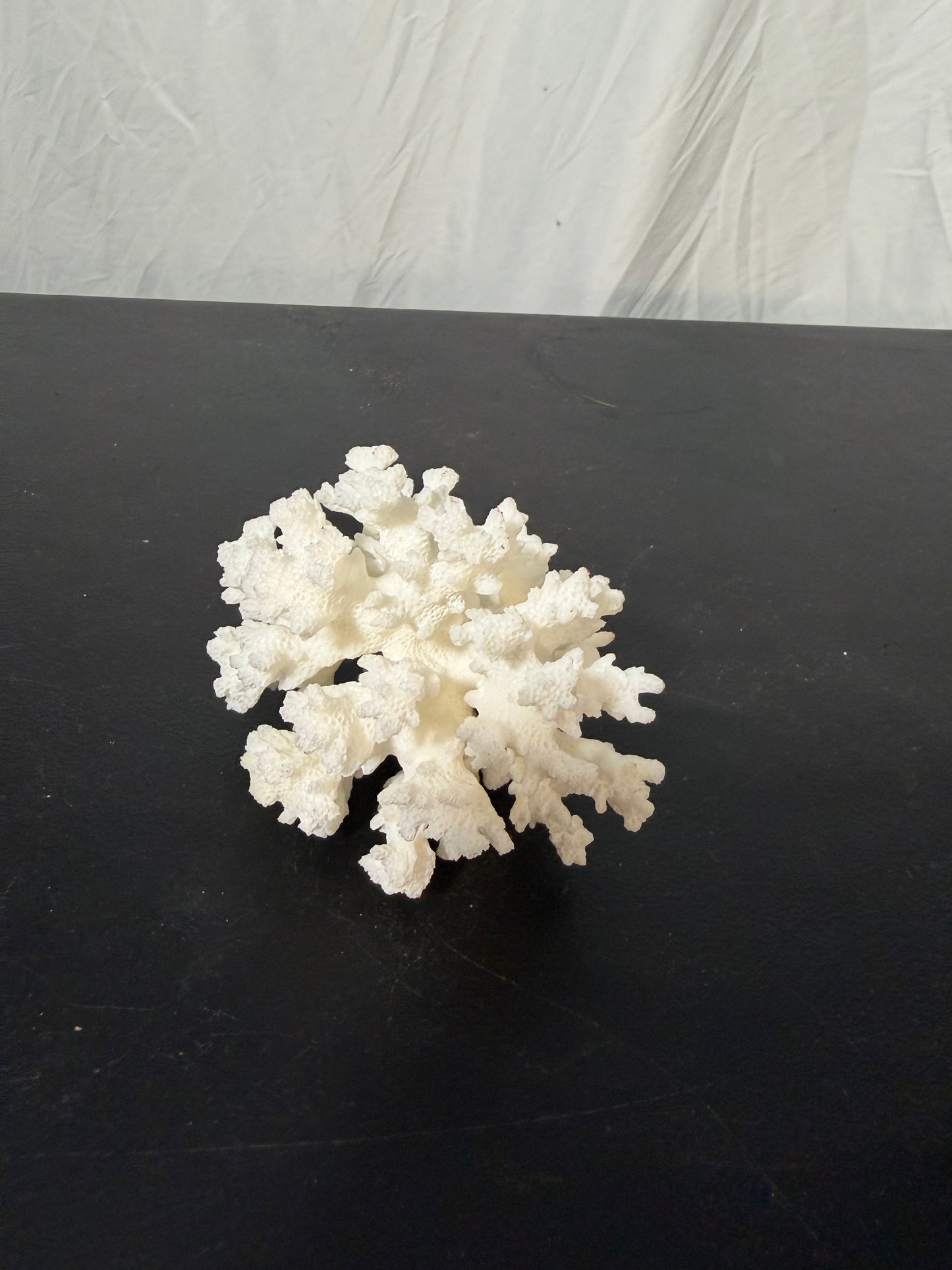 Natural White Coral Specimen for Home Decoration