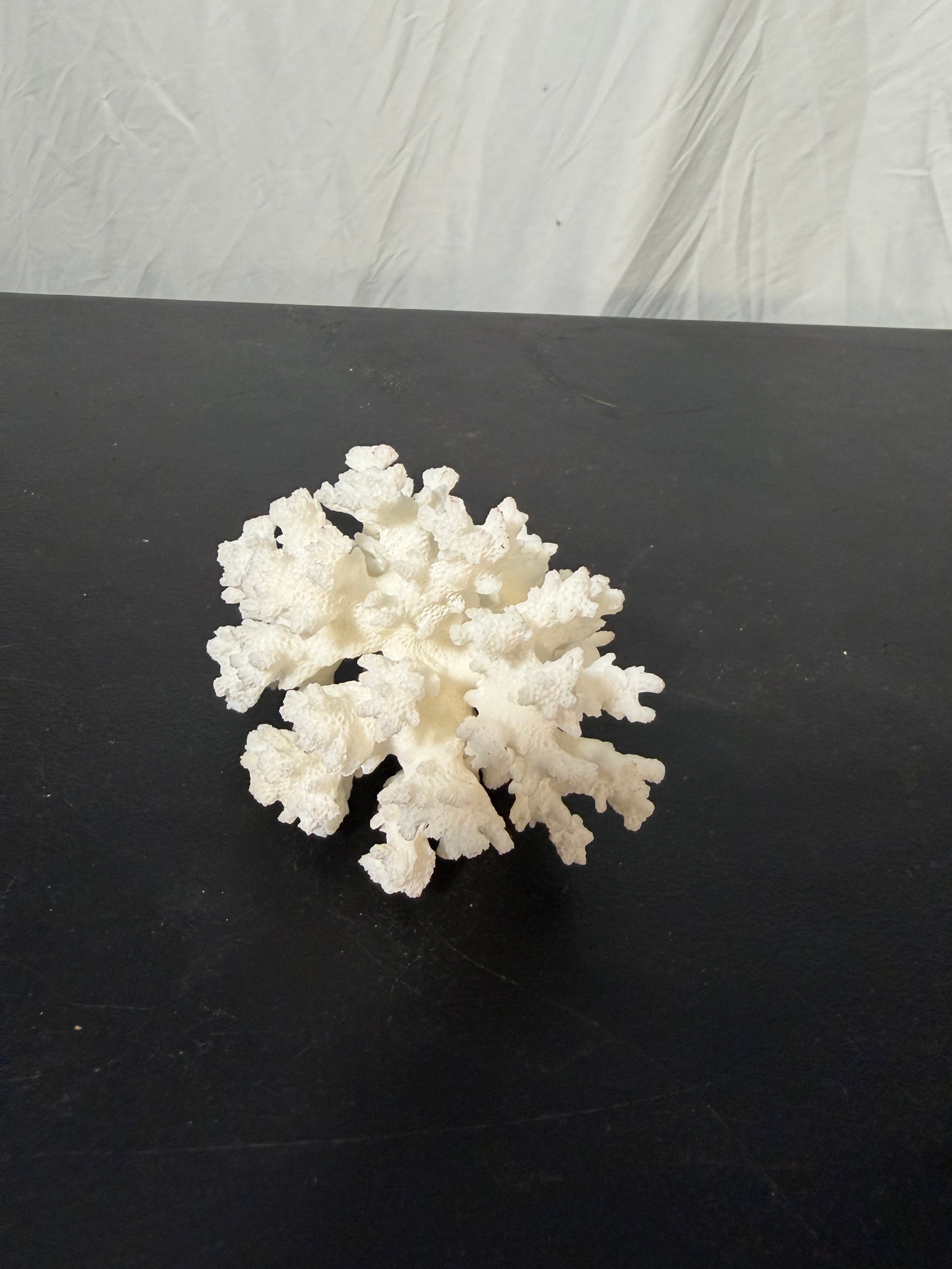 Natural White Coral Specimen for Home Decoration