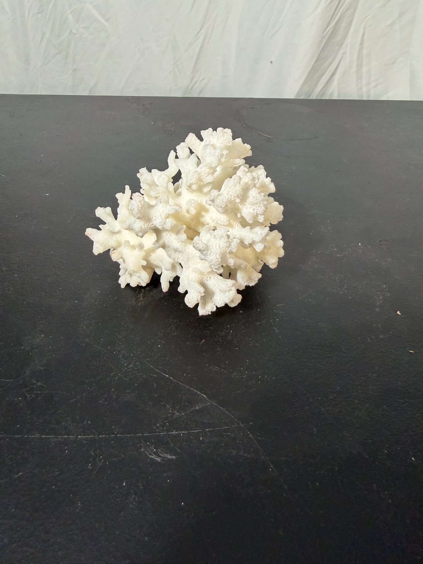 Natural White Coral Specimen for Home Decoration - photo 2