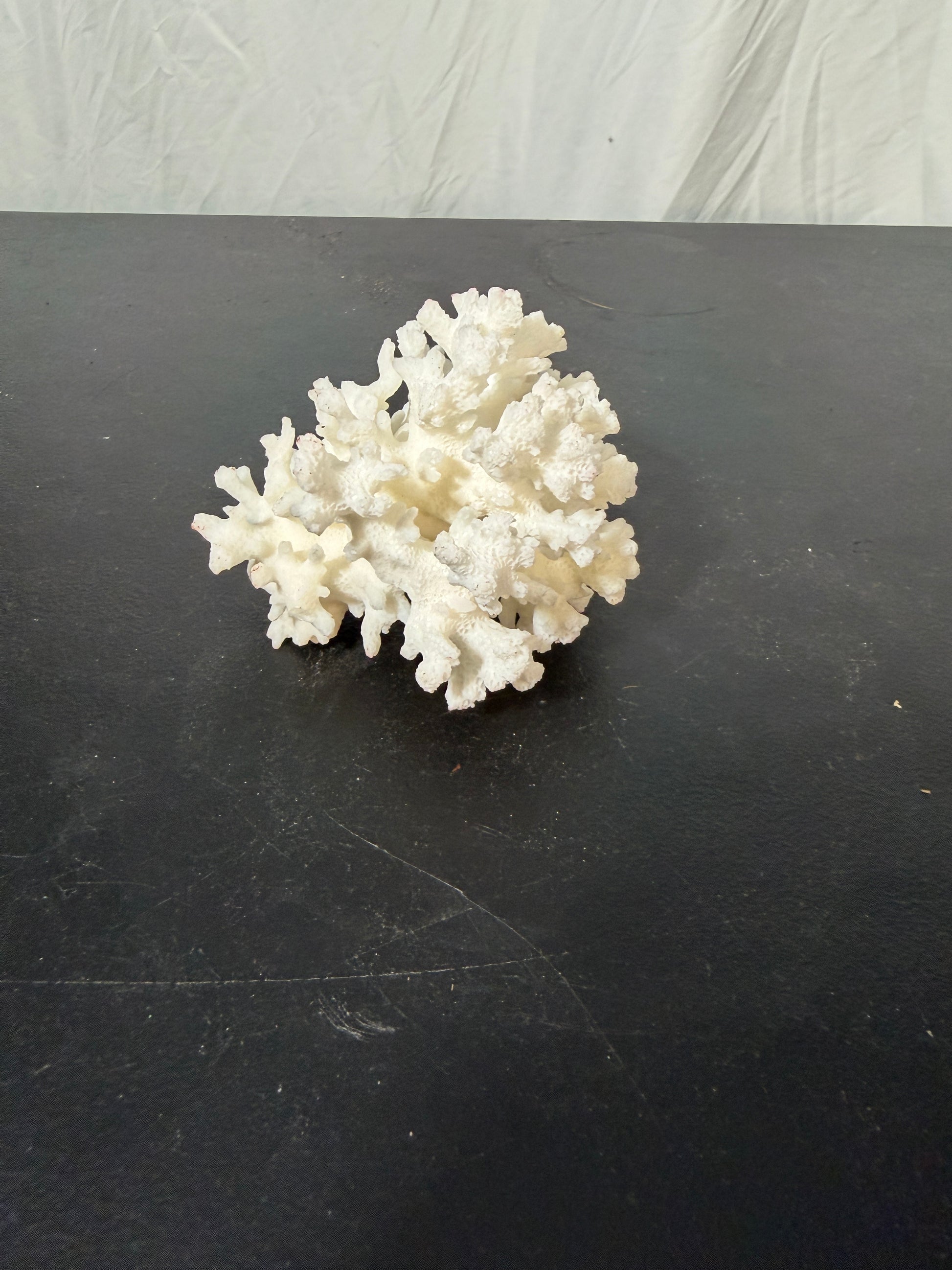 Natural White Coral Specimen for Home Decoration - photo 2
