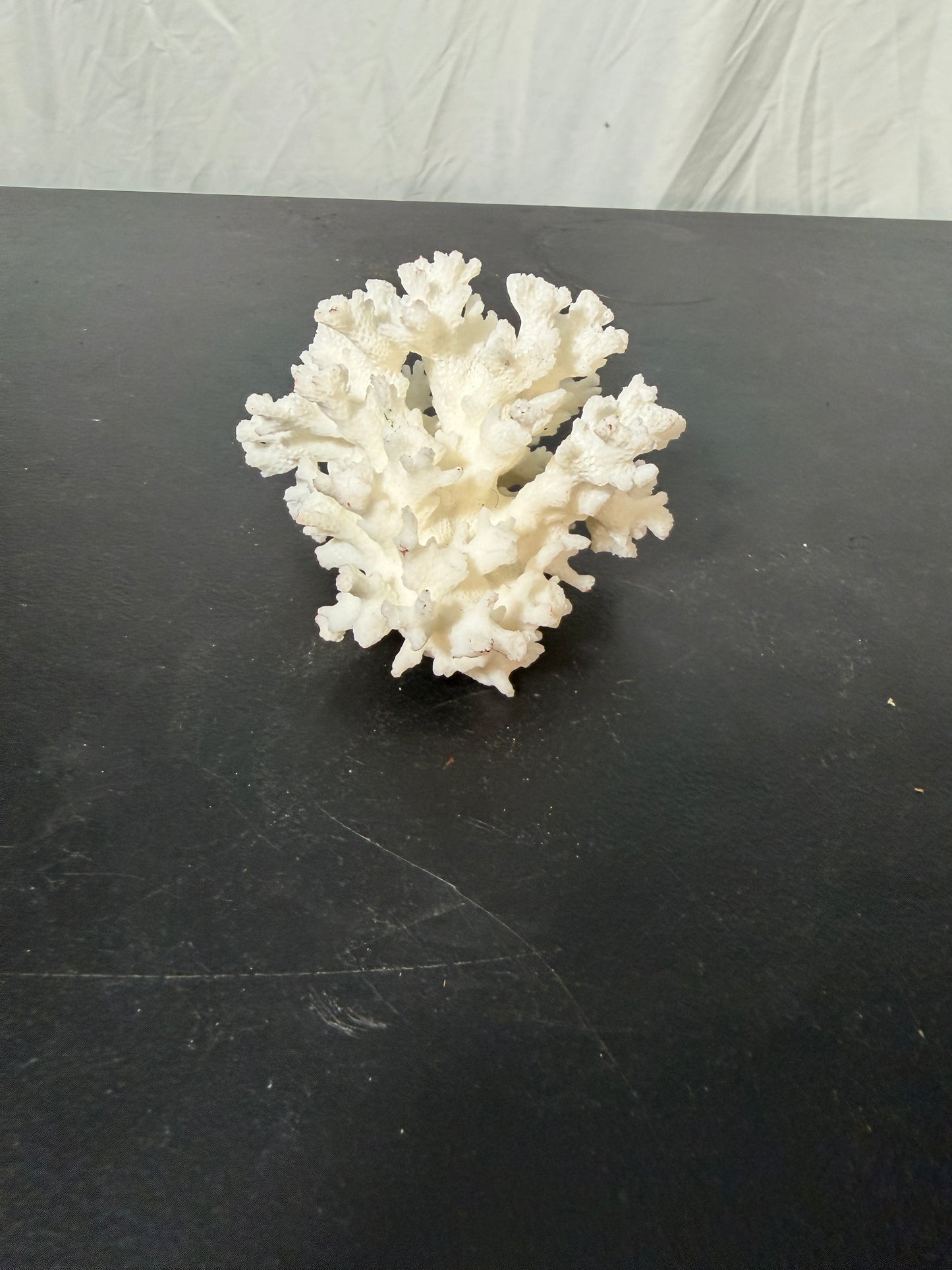 Natural White Coral Specimen for Home Decoration - photo 3