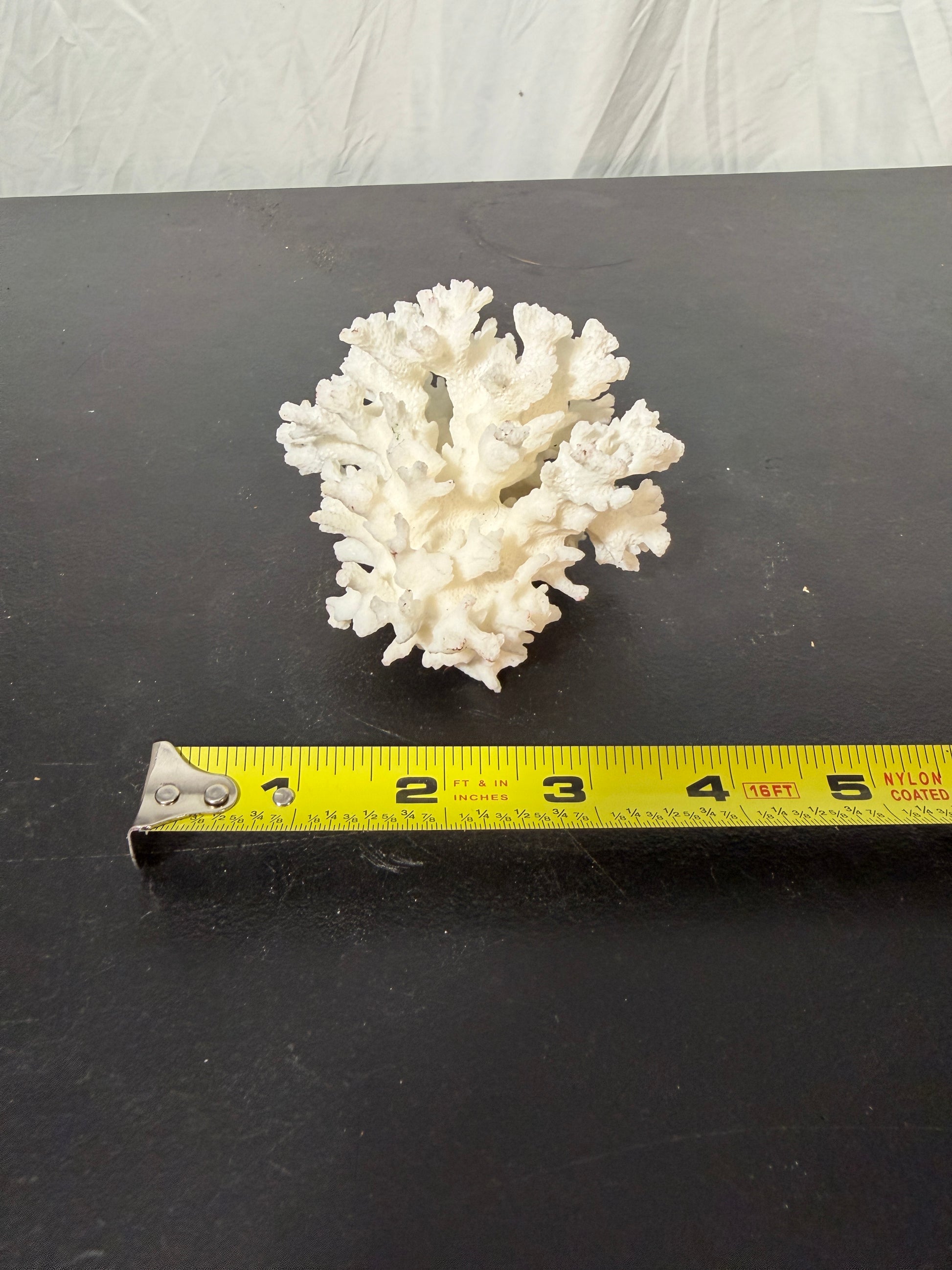Natural White Coral Specimen for Home Decoration - photo 6