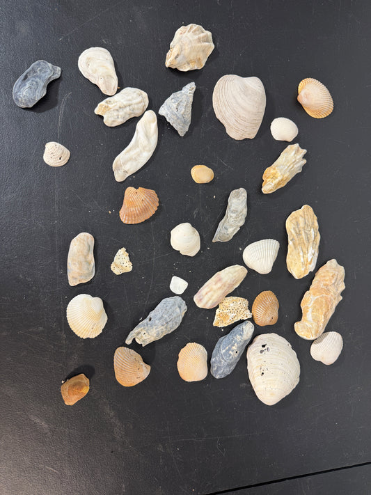 Assorted Seashells Collection Natural Shells Beach Decor