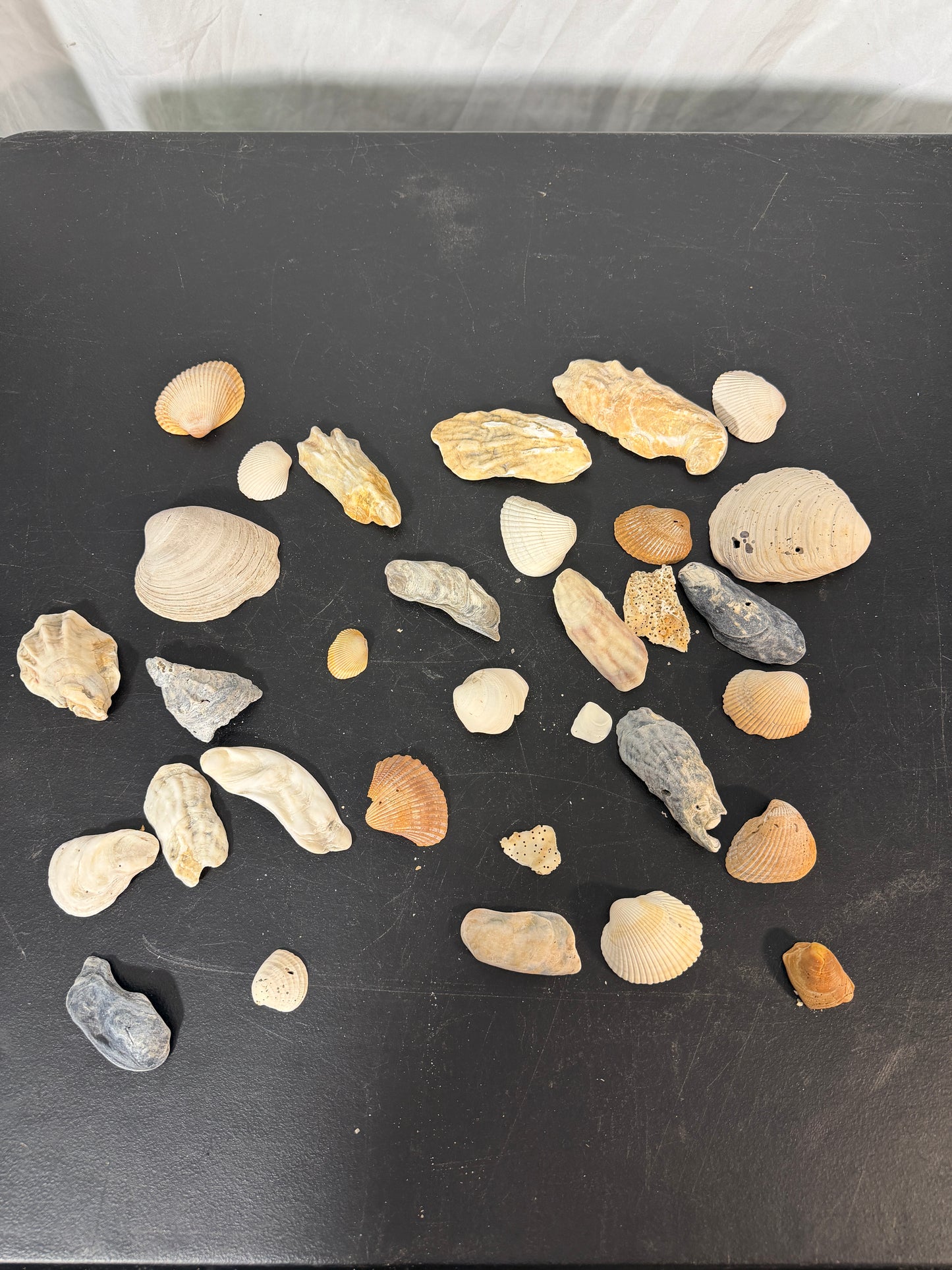 Assorted Seashells Collection Natural Shells Beach Decor - photo 2