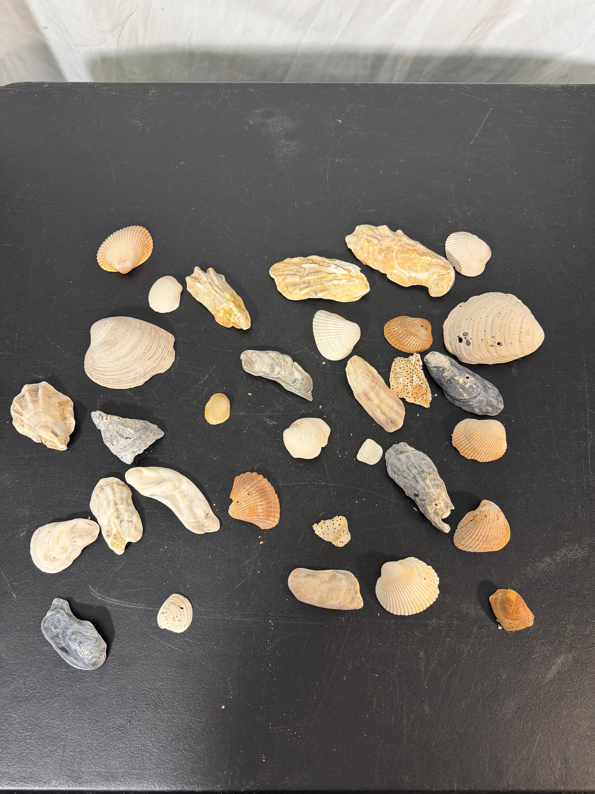 Assorted Seashells Collection Natural Shells Beach Decor - photo 2